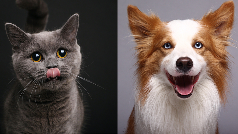 choosing between a cat or a dog